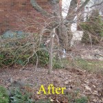 Lace leaf Japanese maple after pruning