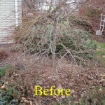 Lace leaf Japanese maple before pruning