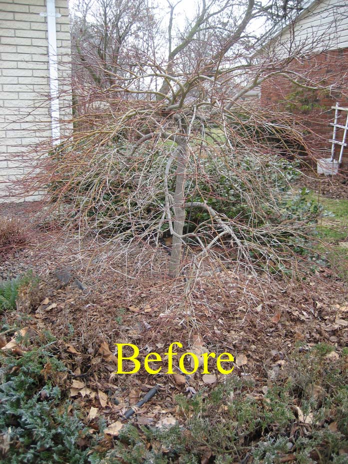 Spring Pruning Laceleaf Japanese Maple Livonia, MI Tree Service